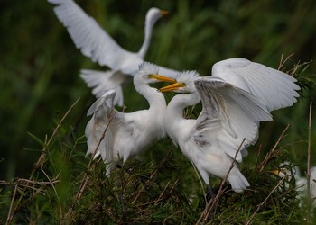 Medium Egret 土浦 Sun, 7/29/2018