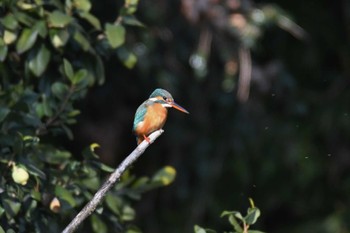 2023年1月21日(土) 江津湖の野鳥観察記録