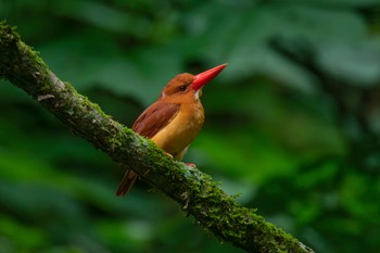 Ruddy Kingfisher Unknown Spots Wed, 7/14/2021