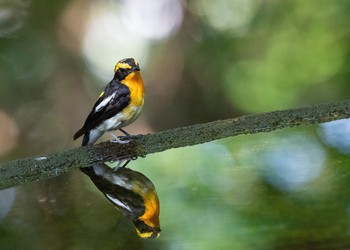 Narcissus Flycatcher 権現山(弘法山公園) Sat, 7/21/2018