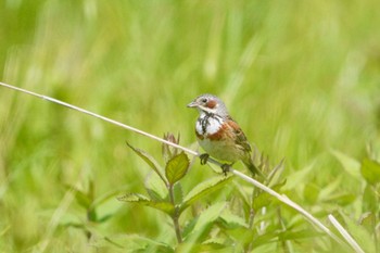 Chestnut-eared Bunting 長野県 Sat, 6/24/2023