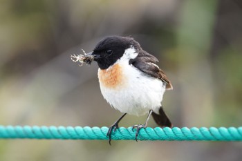 Amur Stonechat 長野県 Sat, 6/24/2023