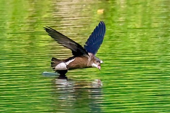 ハリオアマツバメ 長野県 2023年6月25日(日)