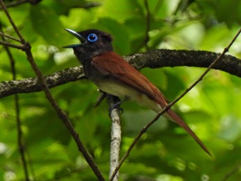 Black Paradise Flycatcher 日本ラインうぬまの森 Tue, 6/27/2023