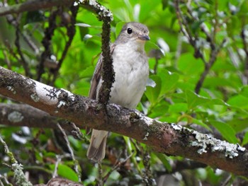 Narcissus Flycatcher 日本ラインうぬまの森 Tue, 6/27/2023