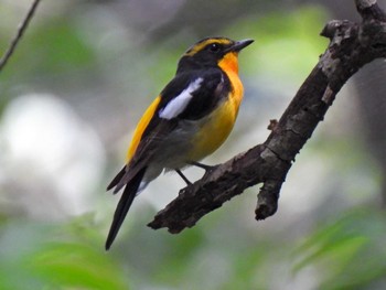 Narcissus Flycatcher 日本ラインうぬまの森 Tue, 6/27/2023