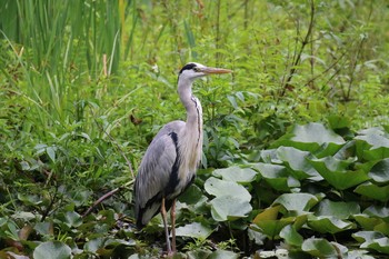 アオサギ 大沼公園(北海道七飯町) 2018年8月4日(土)