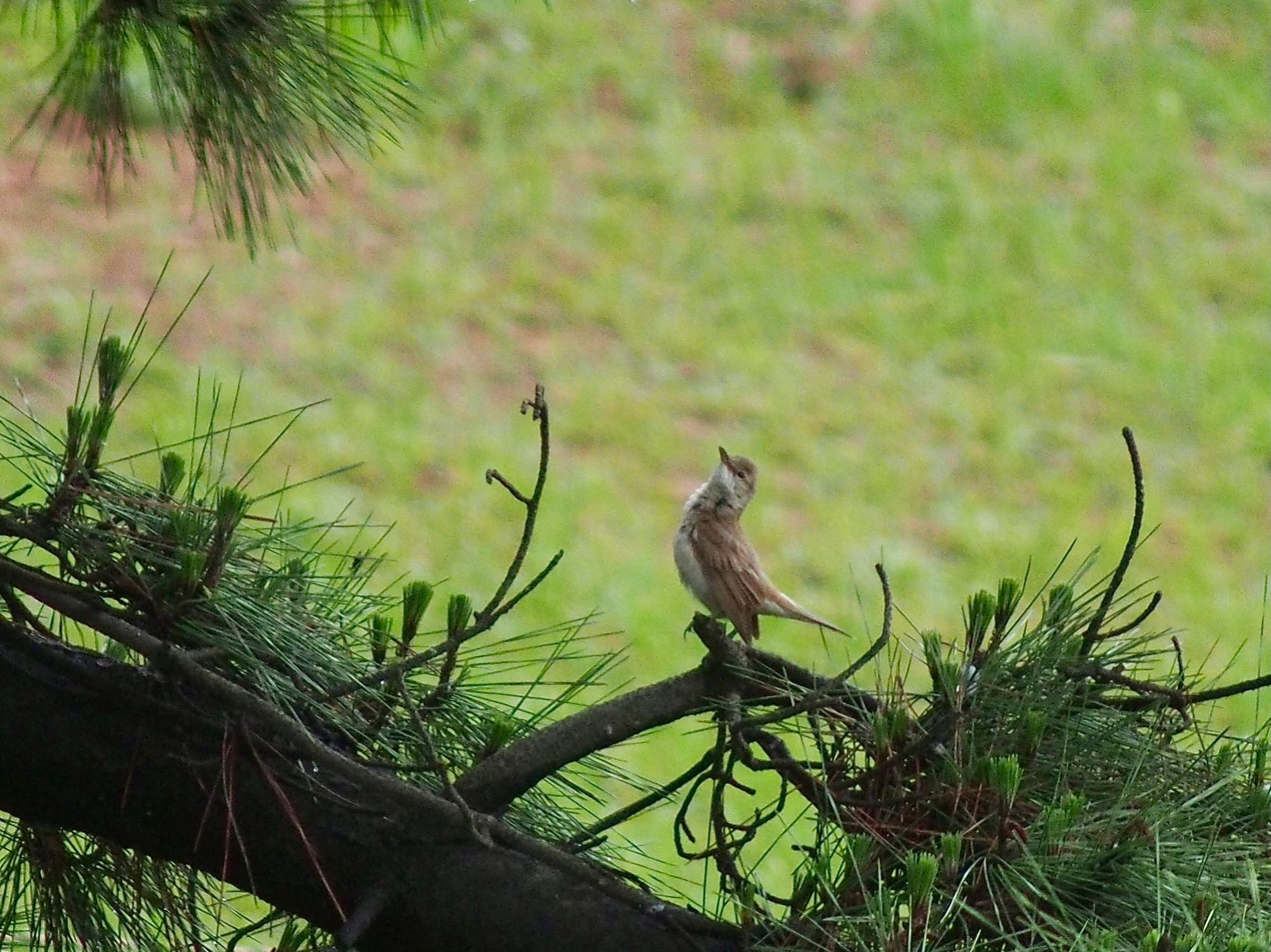 Photo of Oriental Reed Warbler at Kasai Rinkai Park by すまるのたま