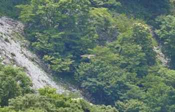 イヌワシ 伊吹山 2023年6月25日(日)