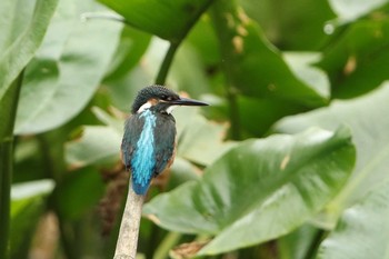 カワセミ 大沼公園(北海道七飯町) 2018年8月4日(土)