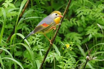 ソウシチョウ 大蔵高丸 2023年6月24日(土)