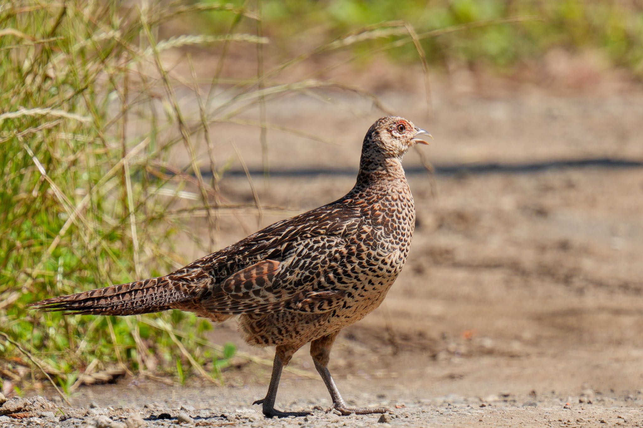 Green Pheasant