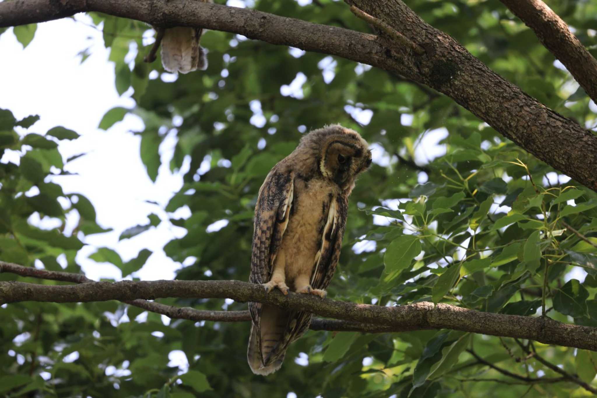  トラフズクの写真 by マイク