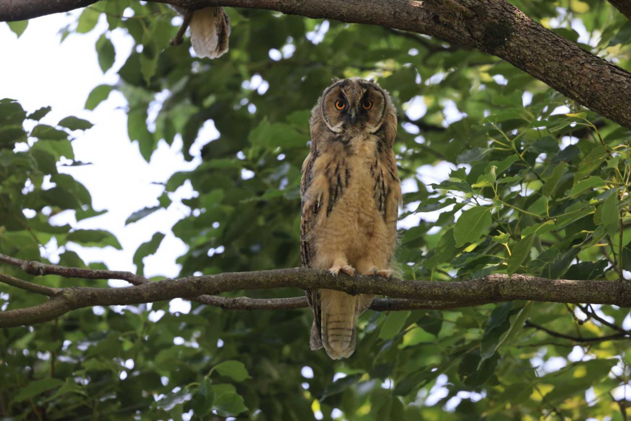  トラフズクの写真 by マイク