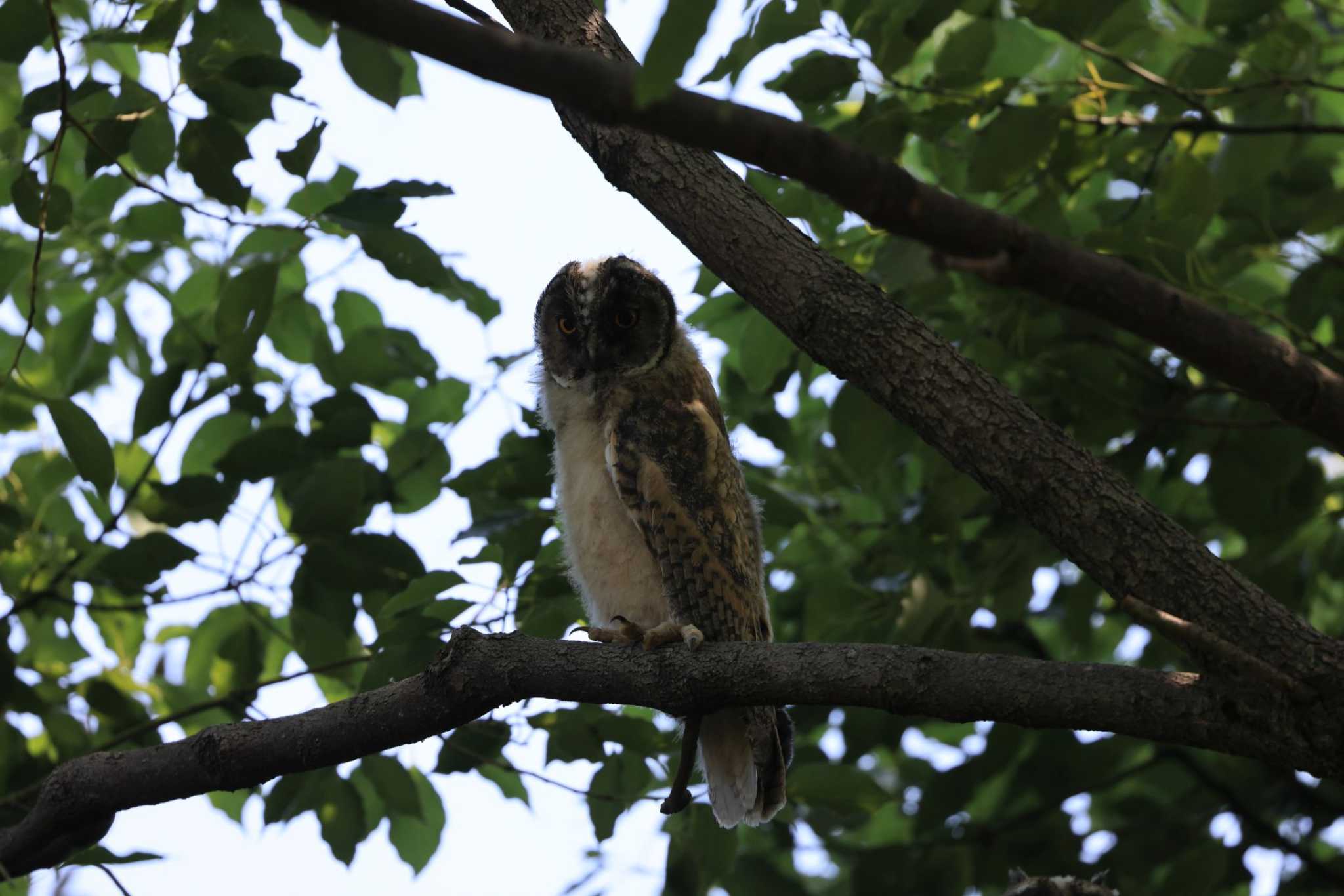  トラフズクの写真 by マイク