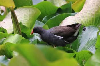 バン 大沼公園(北海道七飯町) 2018年8月4日(土)