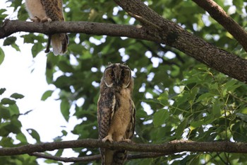 Long-eared Owl Unknown Spots Sun, 6/25/2023