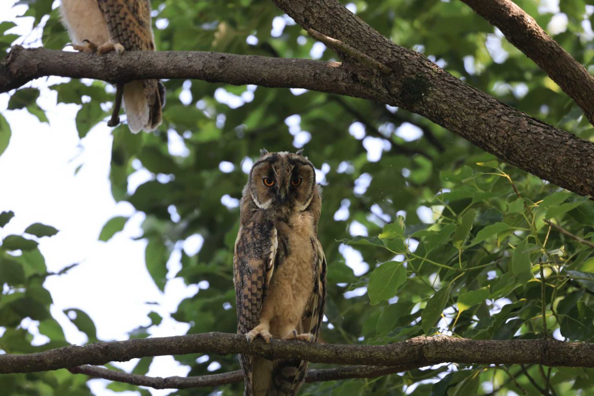  トラフズクの写真 by マイク