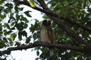 Long-eared Owl Unknown Spots Sun, 6/25/2023