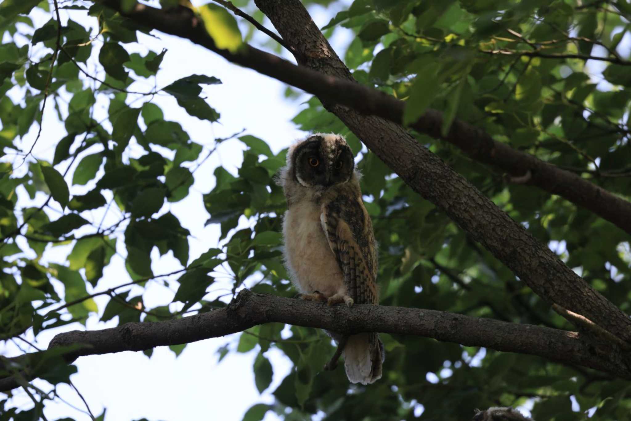  トラフズクの写真 by マイク