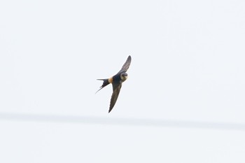 Red-rumped Swallow んニァ! Tue, 6/20/2023