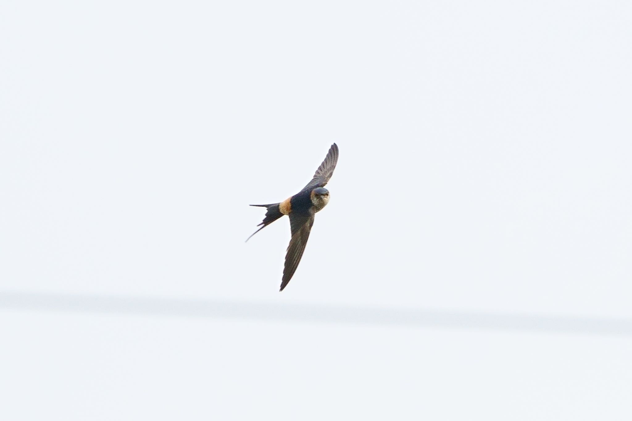 Photo of Red-rumped Swallow at んニァ! by アカウント5227