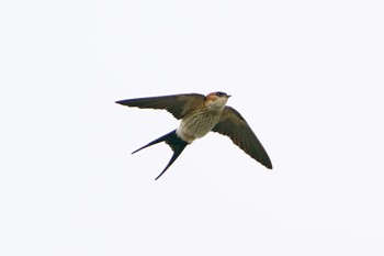 Red-rumped Swallow すーい、すい Tue, 6/20/2023