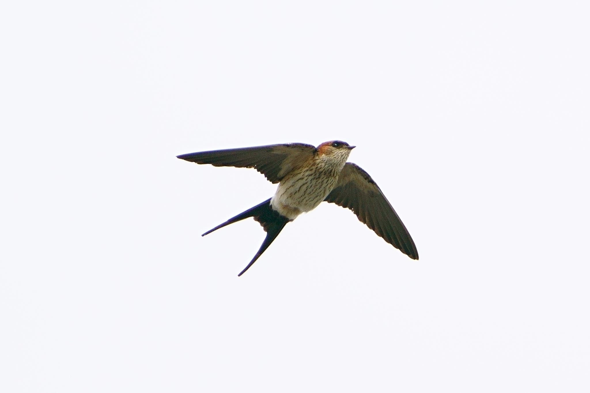 Photo of Red-rumped Swallow at すーい、すい by アカウント5227