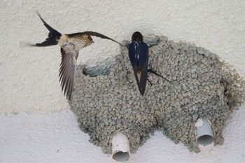 Red-rumped Swallow せっせ、せっせ Tue, 6/20/2023