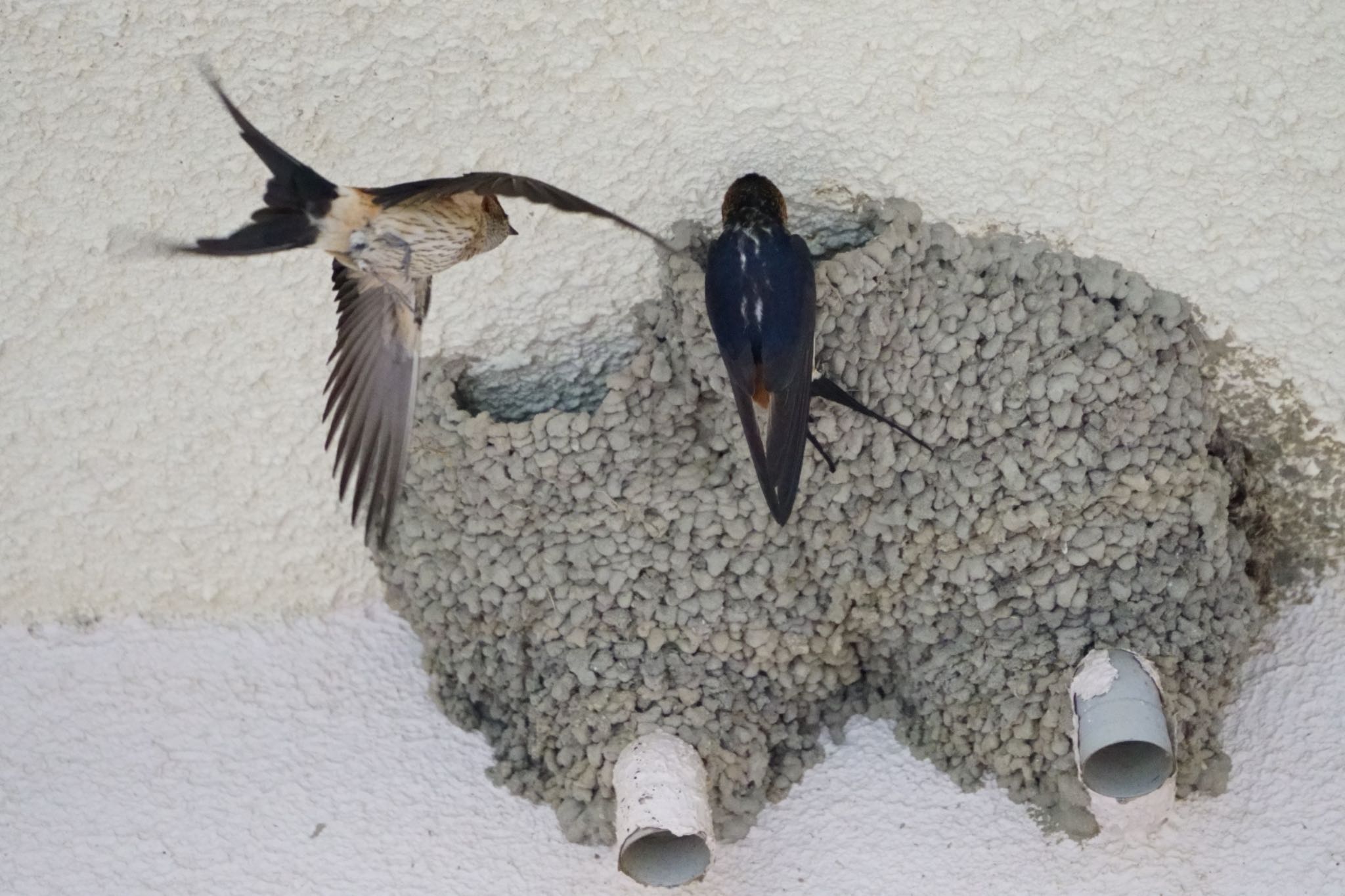 Photo of Red-rumped Swallow at せっせ、せっせ by アカウント5227