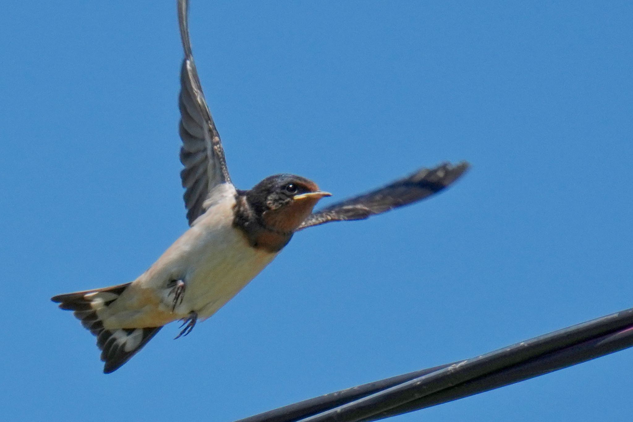Photo of Barn Swallow at 浮島ヶ原自然公園 by アポちん