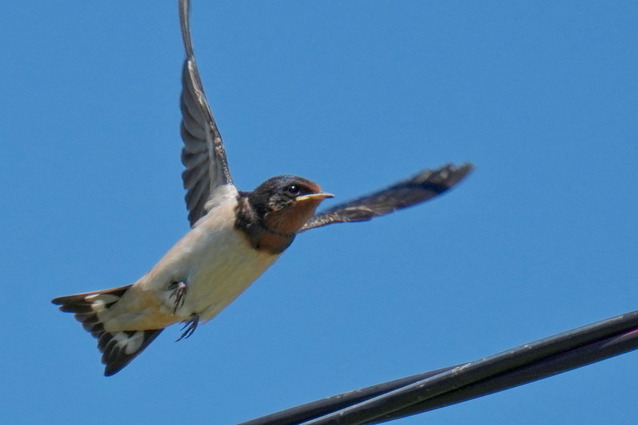 Barn Swallow