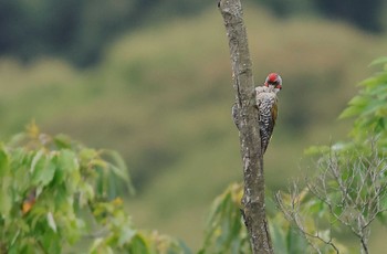 Japanese Green Woodpecker 愛知県 Fri, 6/23/2023