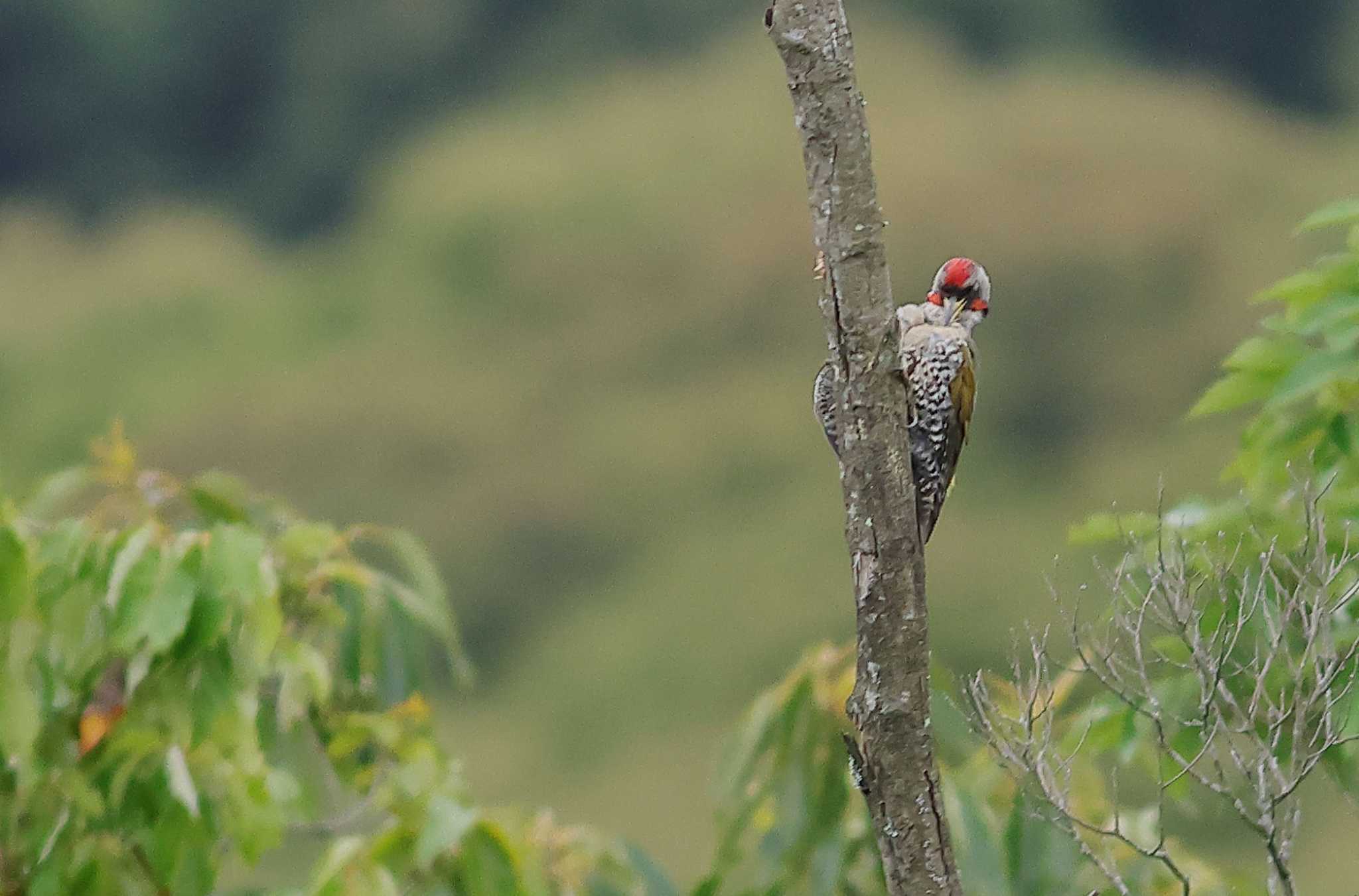 Photo of Japanese Green Woodpecker at 愛知県 by ma-★kun