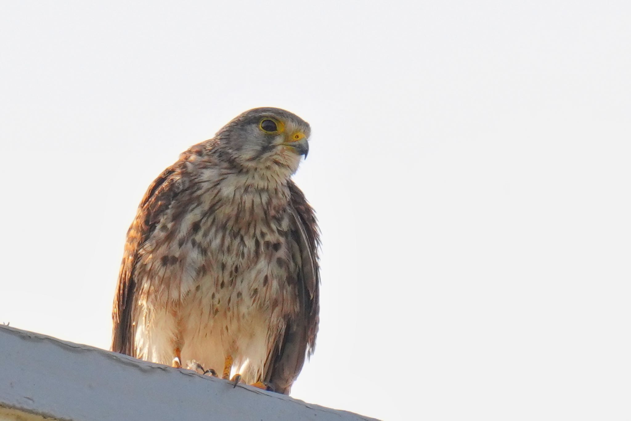 Common Kestrel