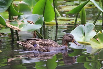 マガモ 大沼公園(北海道七飯町) 2018年8月4日(土)