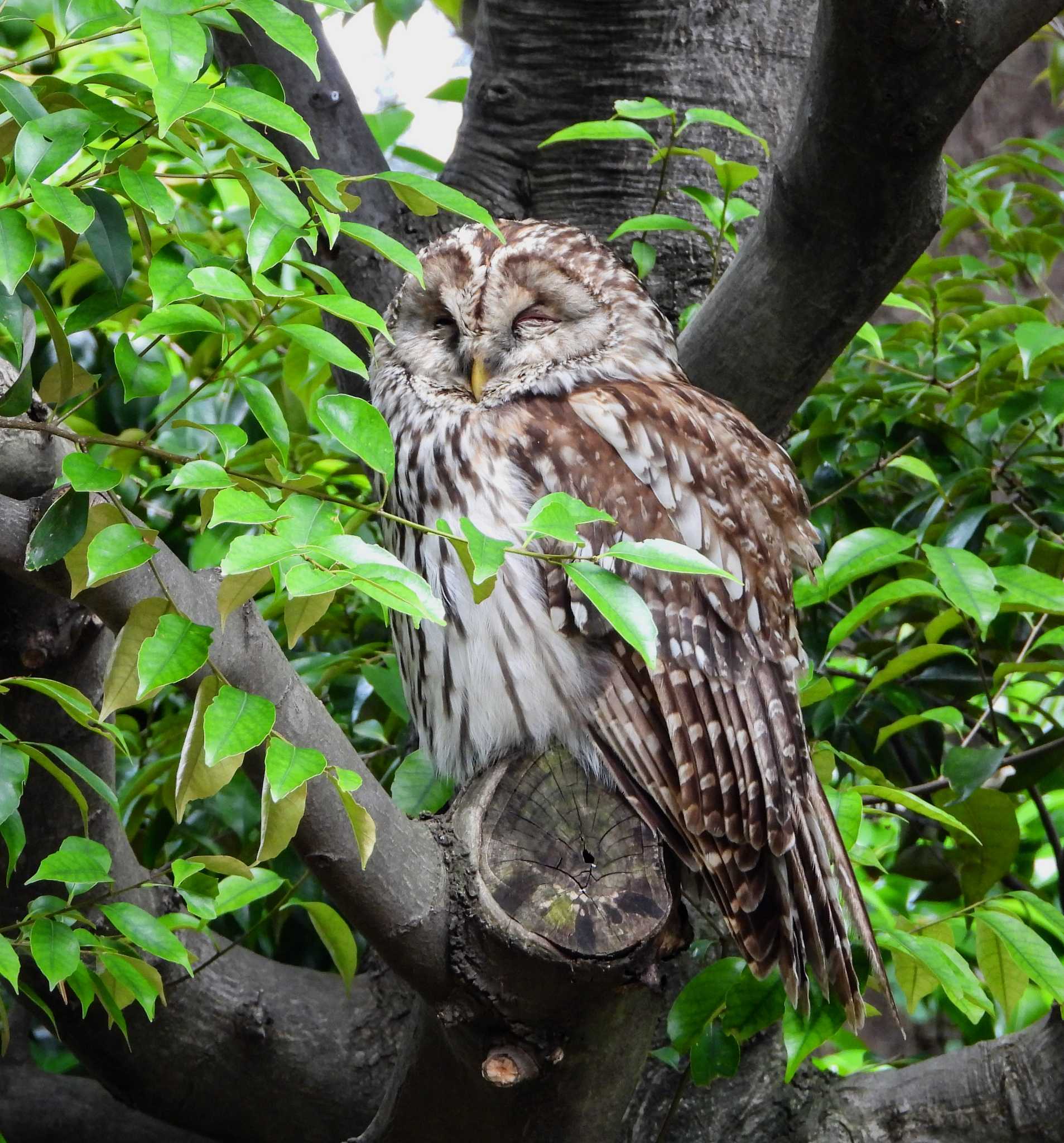  フクロウの写真