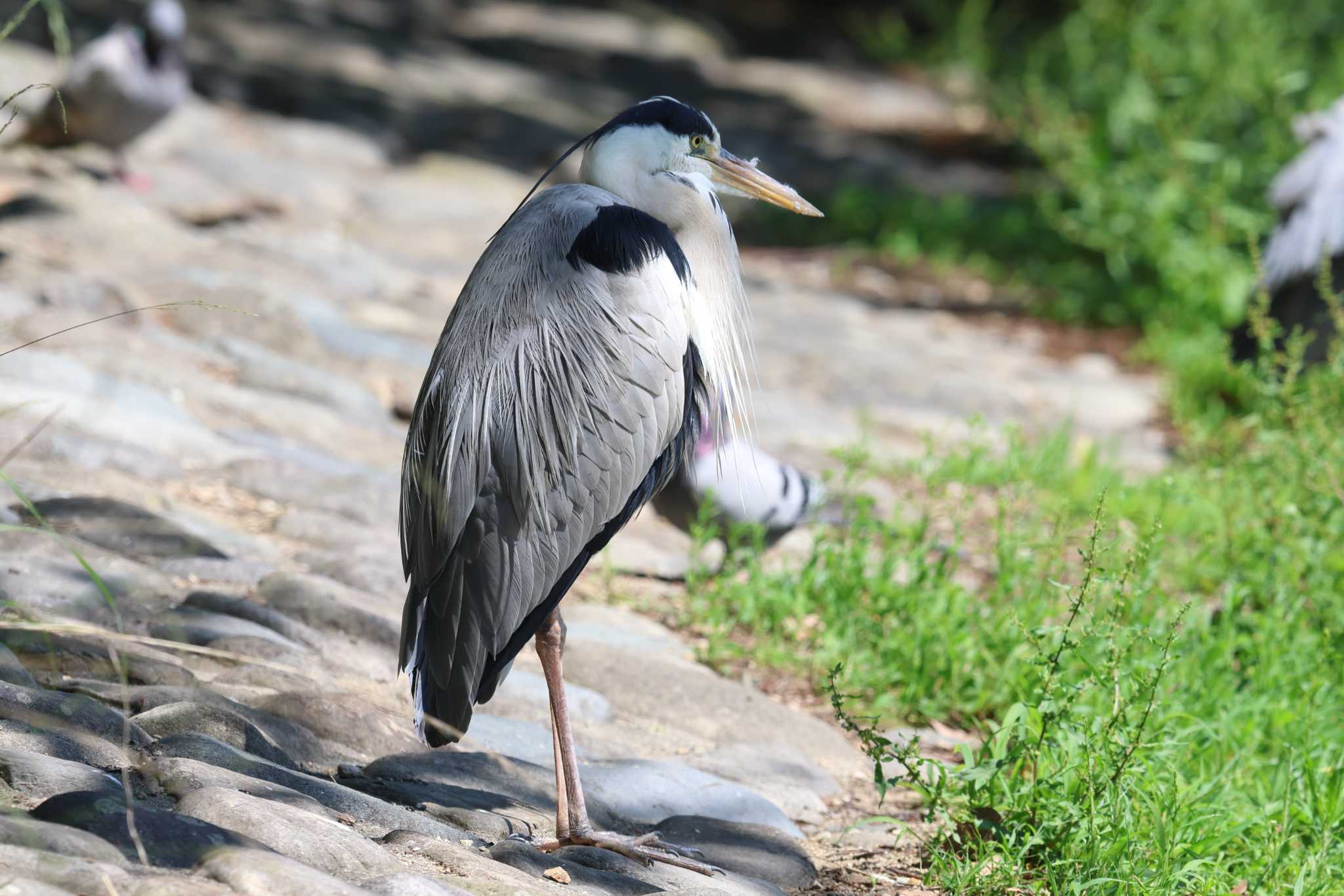 明石公園のアオサギ