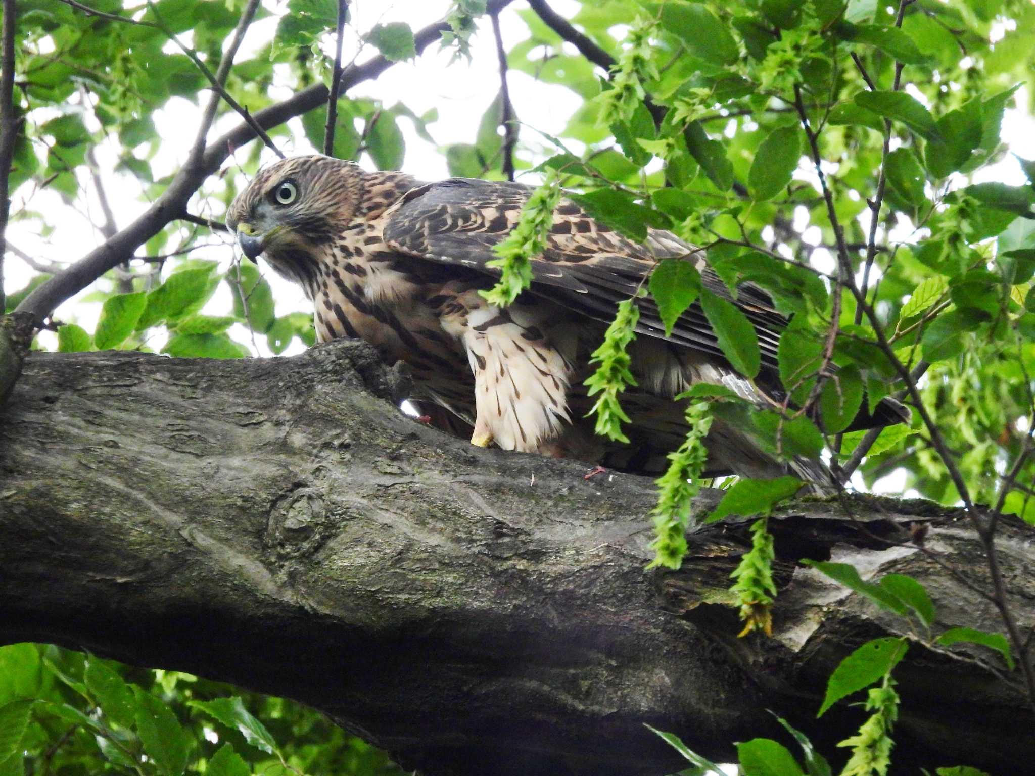 井の頭公園 オオタカの写真