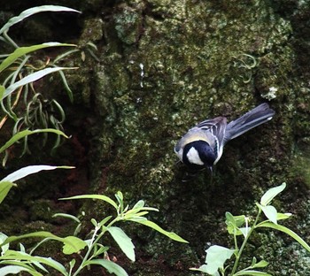 Tue, 6/27/2023 Birding report at 洗足池公園