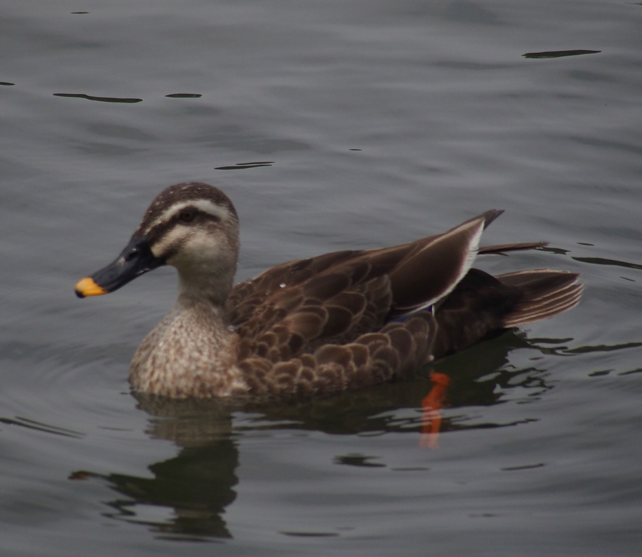 洗足池公園 カルガモの写真