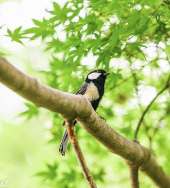 シジュウカラ 薬師池公園 2023年6月27日(火)