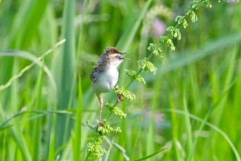 セッカ 秋ヶ瀬公園付近 2023年6月25日(日)