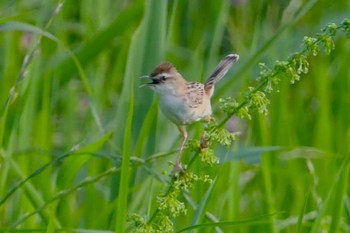 セッカ 秋ヶ瀬公園付近 2023年6月25日(日)