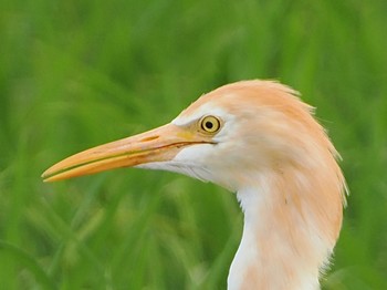 アマサギ 海老名 2023年6月27日(火)