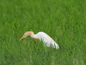 アマサギ 海老名 2023年6月27日(火)