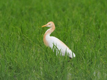 アマサギ 海老名 2023年6月27日(火)