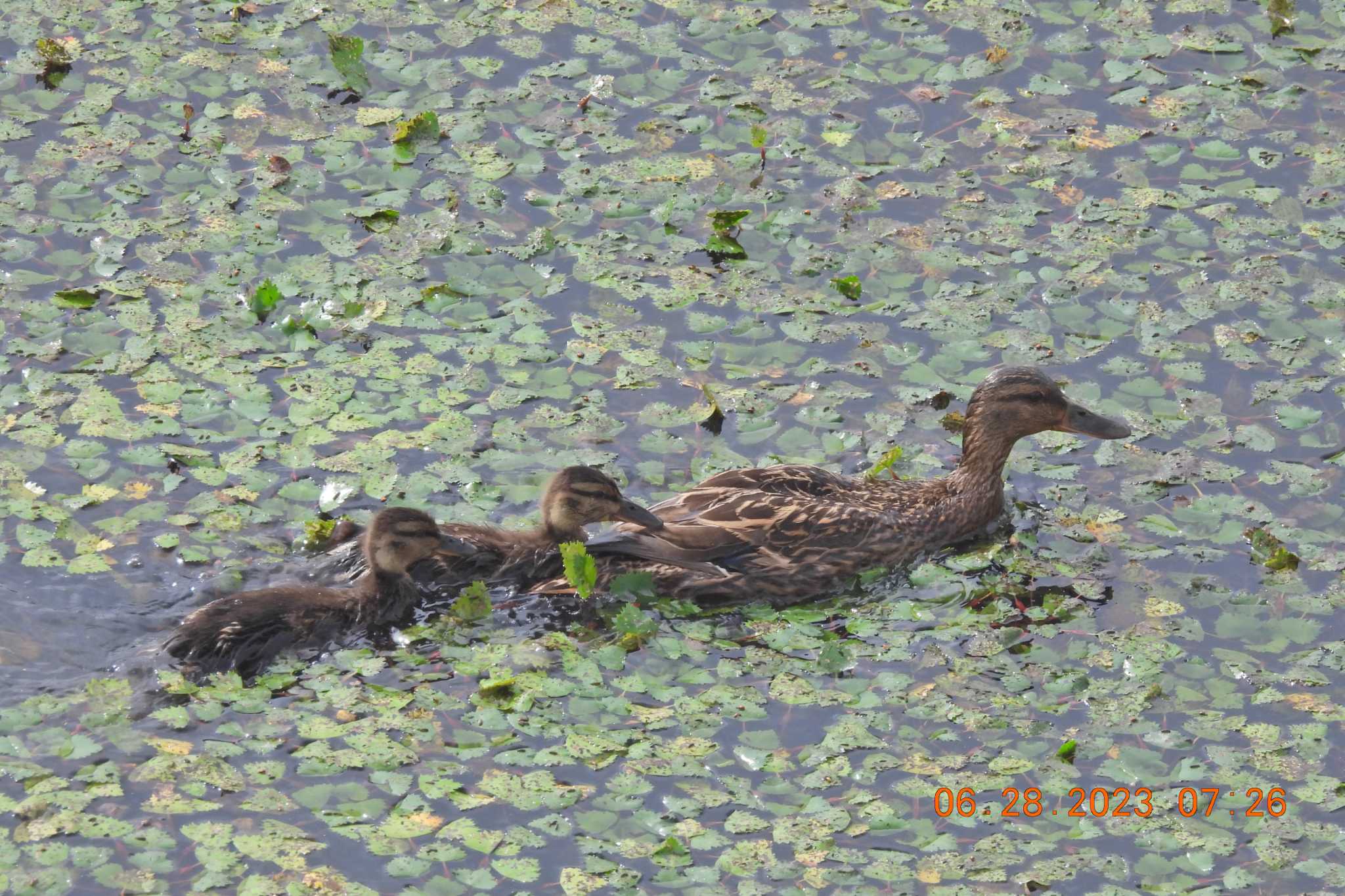 モエレ沼公園札幌 マガモの写真