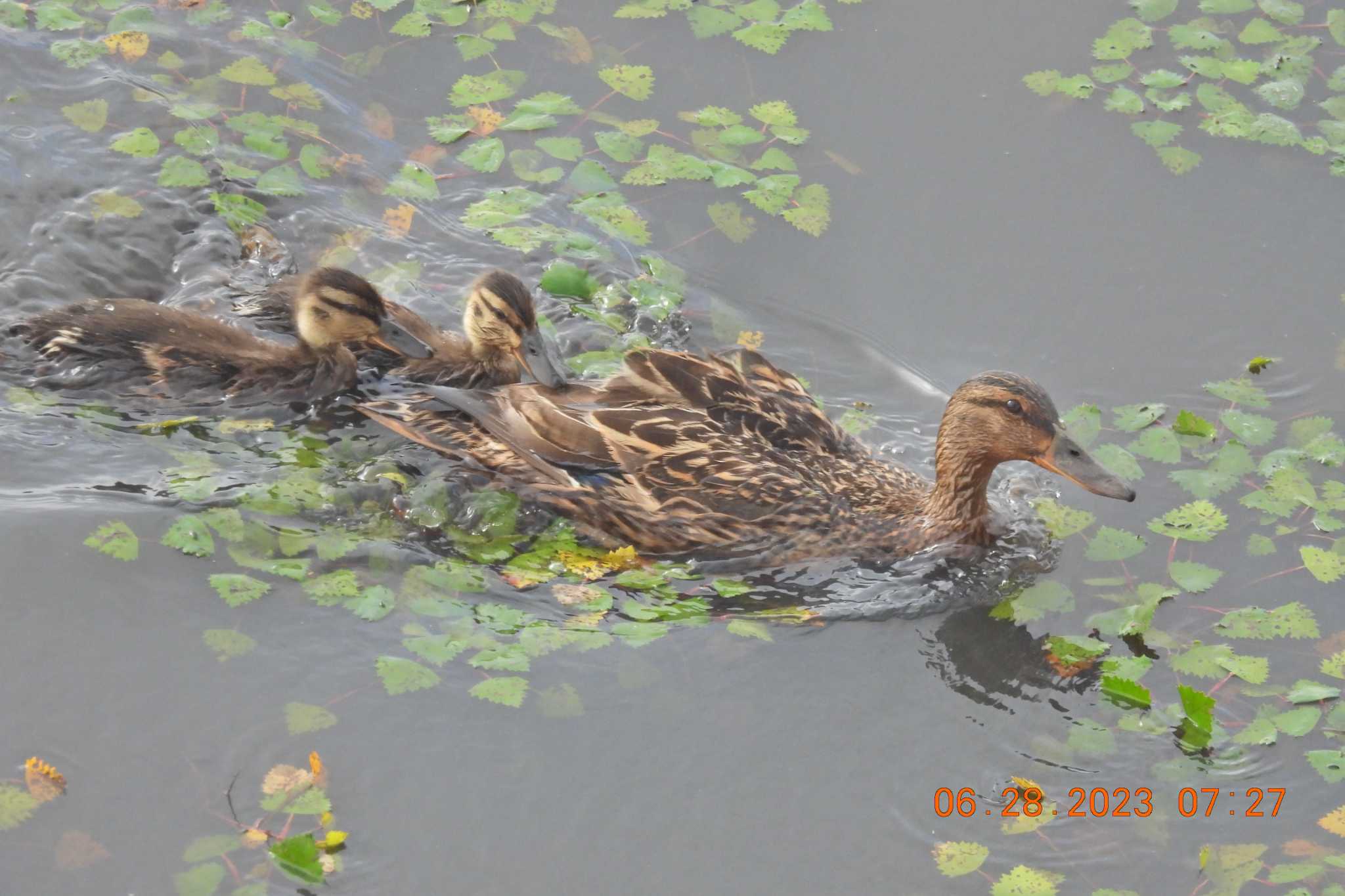 モエレ沼公園札幌 マガモの写真