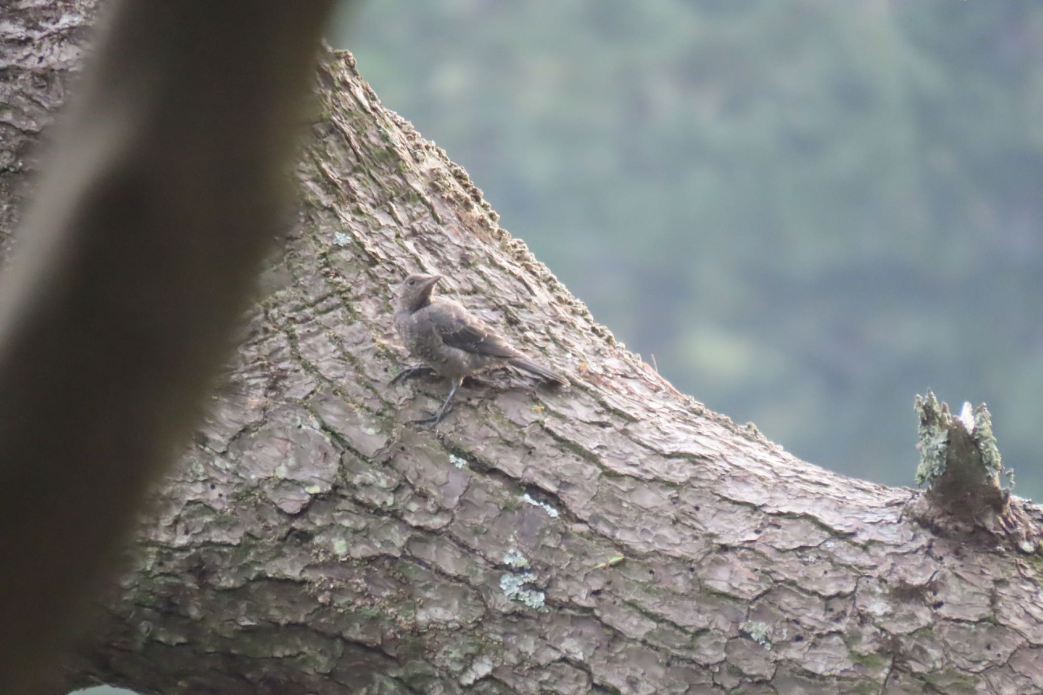 城ヶ崎 イソヒヨドリの写真